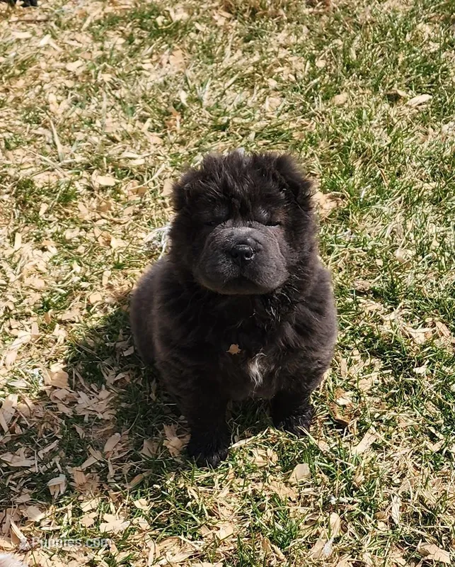 Blue Bear mini  – Chinese Shar-Pei, Miniature Shar-Pei puppy for sale in Pine Bush, NY