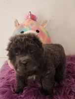 Blue Bear mini , a female Chinese Shar-Pei and Miniature Shar-Pei for sale in Pine Bush, NY – Photo 3 of 10