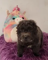 Blue Bear mini , a female Chinese Shar-Pei and Miniature Shar-Pei for sale in Pine Bush, NY – Photo 7 of 10