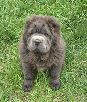 Big head Blue Bear mini , a female Chinese Shar-Pei and Miniature Shar-Pei for sale in Pine Bush, NY – Photo 3 of 10