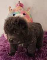 Blue Bear mini , a female Chinese Shar-Pei and Miniature Shar-Pei for sale in Pine Bush, NY – Photo 9 of 10