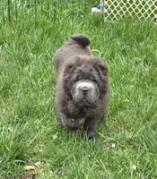 Big head Blue Bear mini , a female Chinese Shar-Pei and Miniature Shar-Pei for sale in Pine Bush, NY – Photo 7 of 10