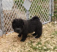 Blue Bear mini , a female Chinese Shar-Pei and Miniature Shar-Pei for sale in Pine Bush, NY – Photo 9 of 10