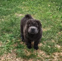 Blue Bear mini , a female Chinese Shar-Pei and Miniature Shar-Pei for sale in Pine Bush, NY – Photo 8 of 10