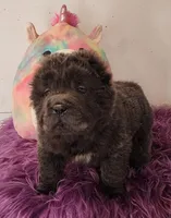 Blue Bear mini , a female Chinese Shar-Pei and Miniature Shar-Pei for sale in Pine Bush, NY – Photo 5 of 10