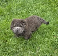 Blue Bear mini , a female Chinese Shar-Pei and Miniature Shar-Pei for sale in Pine Bush, NY – Photo 5 of 10