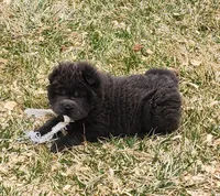 Blue Bear mini , a female Chinese Shar-Pei and Miniature Shar-Pei for sale in Pine Bush, NY – Photo 5 of 10