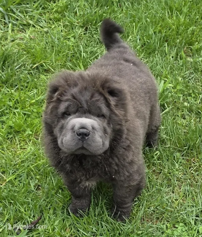 Blue Bear mini  – Chinese Shar-Pei, Miniature Shar-Pei puppy for sale in Pine Bush, NY