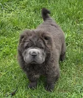 Blue Bear mini , a female Chinese Shar-Pei and Miniature Shar-Pei for sale in Pine Bush, NY – Photo 1 of 10
