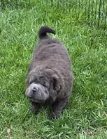 Blue Bear mini , a female Chinese Shar-Pei and Miniature Shar-Pei for sale in Pine Bush, NY – Photo 6 of 10