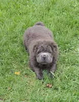 Blue Bear mini , a female Chinese Shar-Pei and Miniature Shar-Pei for sale in Pine Bush, NY – Photo 4 of 10
