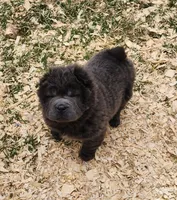 Blue Bear mini , a female Chinese Shar-Pei and Miniature Shar-Pei for sale in Pine Bush, NY – Photo 8 of 10