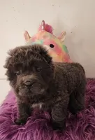 Blue Bear mini , a female Chinese Shar-Pei and Miniature Shar-Pei for sale in Pine Bush, NY – Photo 8 of 10