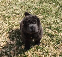 Blue Bear mini , a female Chinese Shar-Pei and Miniature Shar-Pei for sale in Pine Bush, NY – Photo 3 of 10