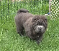 Big head Blue Bear mini , a female Chinese Shar-Pei and Miniature Shar-Pei for sale in Pine Bush, NY – Photo 6 of 10