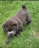 Big head Blue Bear mini , a female Chinese Shar-Pei and Miniature Shar-Pei for sale in Pine Bush, NY – Photo 5 of 10