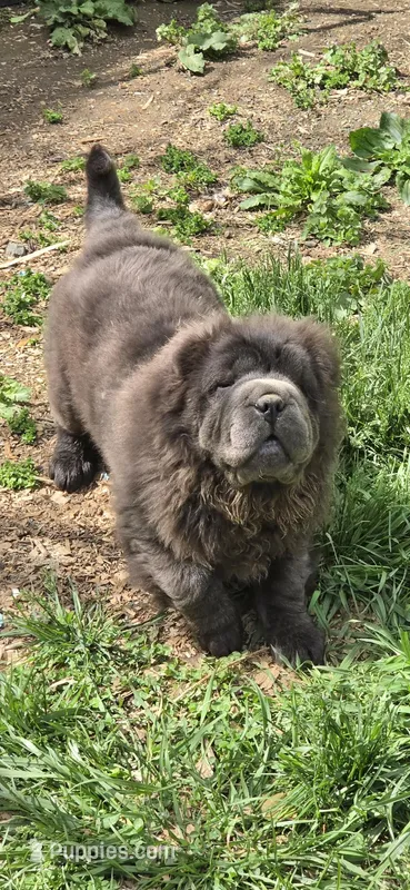 Big head Blue Bear mini  – Chinese Shar-Pei, Miniature Shar-Pei puppy for sale in Pine Bush, NY