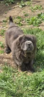 Big head Blue Bear mini , a female Chinese Shar-Pei and Miniature Shar-Pei for sale in Pine Bush, NY – 2 of 10