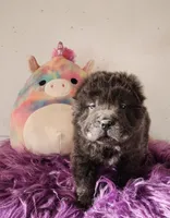 Blue Bear mini , a female Chinese Shar-Pei and Miniature Shar-Pei for sale in Pine Bush, NY – Photo 4 of 10