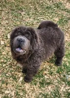 Blue Bear mini , a female Chinese Shar-Pei and Miniature Shar-Pei for sale in Pine Bush, NY – Photo 2 of 10