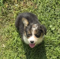 Duffy the fluffy , a male Pembroke Welsh Corgi for sale in Pine Bush, NY – 6 of 10