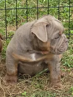 Link the lilac and tan, a male English Bulldog for sale in Pine Bush, NY – 3 of 10
