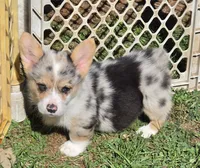 Stunning Stanley , a male Pembroke Welsh Corgi for sale in Pine Bush, NY – 7 of 9