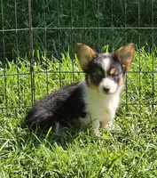Muffin , a female Pembroke Welsh Corgi for sale in Pine Bush, NY – 5 of 10