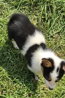 Oreo girl , a female Pembroke Welsh Corgi for sale in Pine Bush, NY – 7 of 10