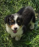 Muffin the fluffy , a female Pembroke Welsh Corgi for sale in Pine Bush, NY – 5 of 10