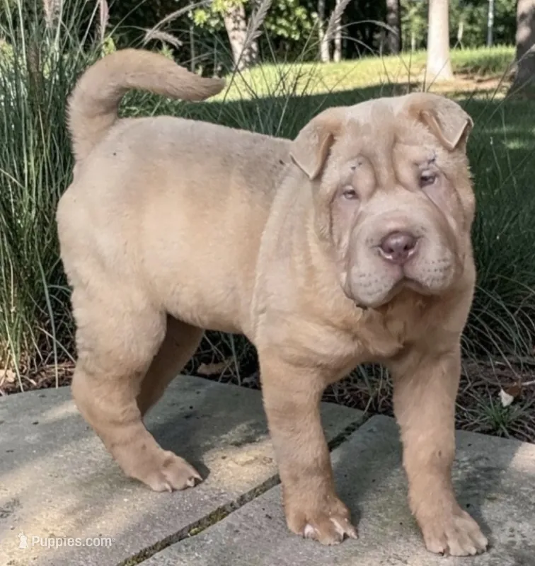 Larry – Chinese Shar-Pei, Miniature Shar-Pei puppy for sale in Pine Bush, NY