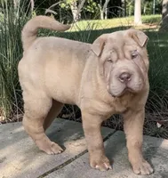 Larry, a male Chinese Shar-Pei and Miniature Shar-Pei for sale in Pine Bush, NY – 3 of 10