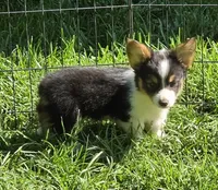 Muffin , a female Pembroke Welsh Corgi for sale in Pine Bush, NY – 3 of 10