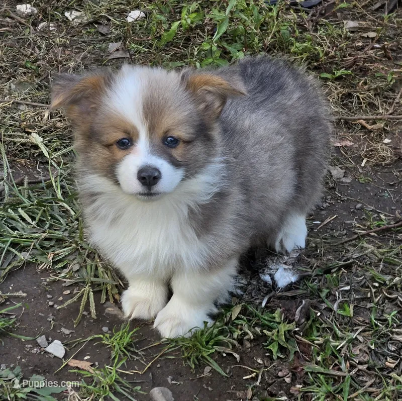 Dazzling Danny – Pembroke Welsh Corgi puppy for sale in Pine Bush, NY