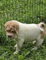 Leo Lilac flower brush mini, a male Chinese Shar-Pei and Miniature Shar-Pei for sale in Pine Bush, NY – 7 of 10