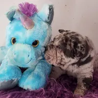 Jazzy blue merle mini , a male Chinese Shar-Pei and Miniature Shar-Pei for sale in Pine Bush, NY – Photo 7 of 10