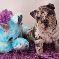 Jazzy blue merle mini , a male Chinese Shar-Pei and Miniature Shar-Pei for sale in Pine Bush, NY – Photo 1 of 10
