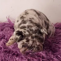 Jazzy blue merle mini , a male Chinese Shar-Pei and Miniature Shar-Pei for sale in Pine Bush, NY – Photo 5 of 10