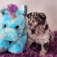Jazzy blue merle mini , a male Chinese Shar-Pei and Miniature Shar-Pei for sale in Pine Bush, NY – Photo 3 of 10
