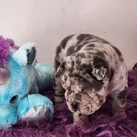 Jazzy blue merle mini , a male Chinese Shar-Pei and Miniature Shar-Pei for sale in Pine Bush, NY – Photo 4 of 10