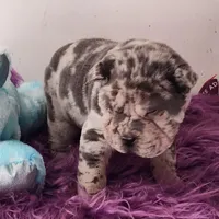 Jazzy blue merle mini , a male Chinese Shar-Pei and Miniature Shar-Pei for sale in Pine Bush, NY – Photo 2 of 10