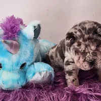 Jazzy blue merle mini , a male Chinese Shar-Pei and Miniature Shar-Pei for sale in Pine Bush, NY – Photo 8 of 10