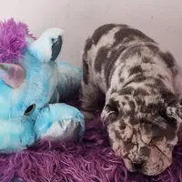 Jazzy blue merle mini , a male Chinese Shar-Pei and Miniature Shar-Pei for sale in Pine Bush, NY – Photo 6 of 10