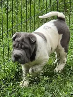 Tina Blue flower mini brush, a female Chinese Shar-Pei and Miniature Shar-Pei for sale in Pine Bush, NY – 4 of 10