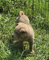 Lyla , a female Chinese Shar-Pei and Miniature Shar-Pei for sale in Pine Bush, NY – 5 of 10