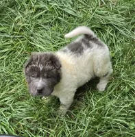 Tiny Tom blue flower bear mini , a male Chinese Shar-Pei and Miniature Shar-Pei for sale in Pine Bush, NY – 4 of 10