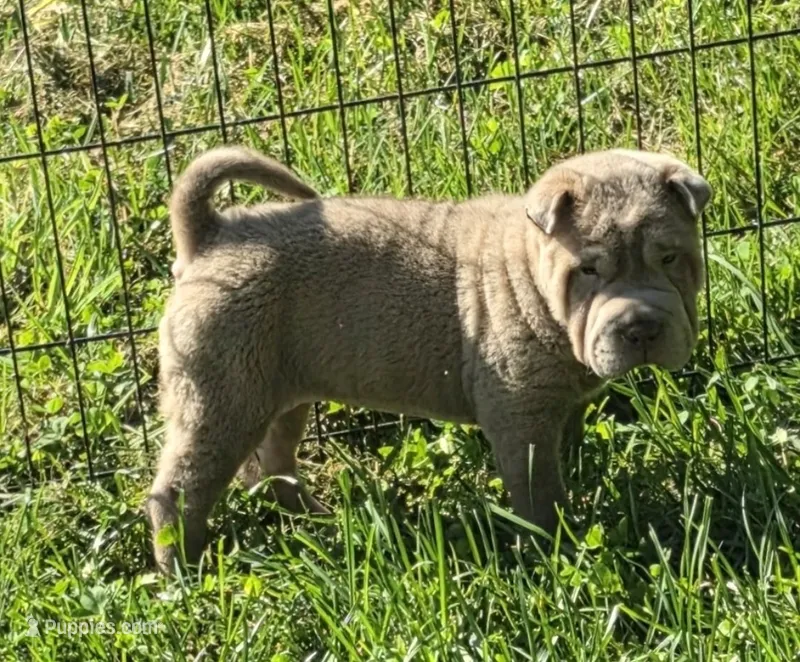 Lyla  – Chinese Shar-Pei, Miniature Shar-Pei puppy for sale in Pine Bush, NY