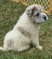 Nova blue merle flower bear , a female Chinese Shar-Pei and Miniature Shar-Pei for sale in Pine Bush, NY – 5 of 10