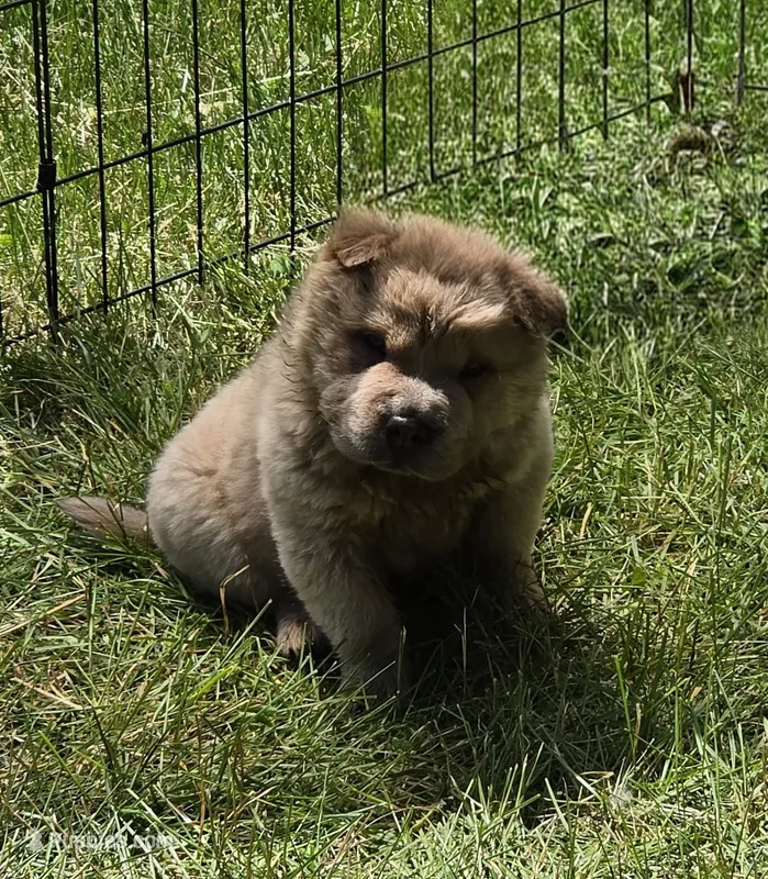 Roman – Chinese Shar-Pei, Miniature Shar-Pei puppy for sale in Pine Bush, NY