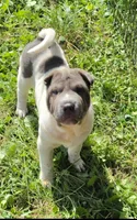 Blue Belle , a female Chinese Shar-Pei and Miniature Shar-Pei for sale in Pine Bush, NY – 5 of 8